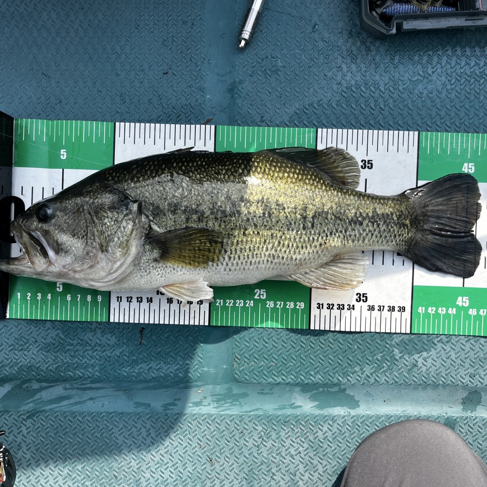 釣果写真2