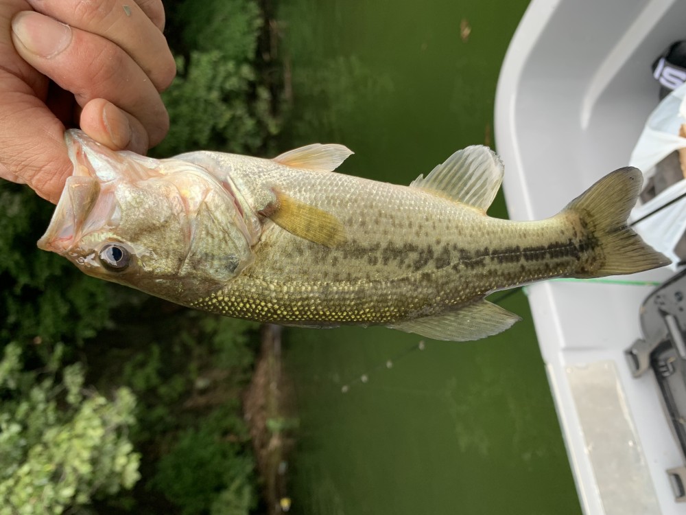 釣果写真5