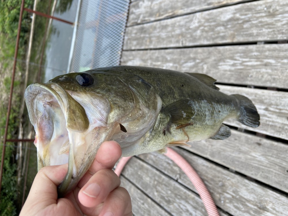 釣果写真4