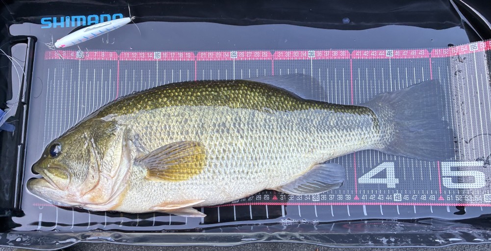 釣果写真1