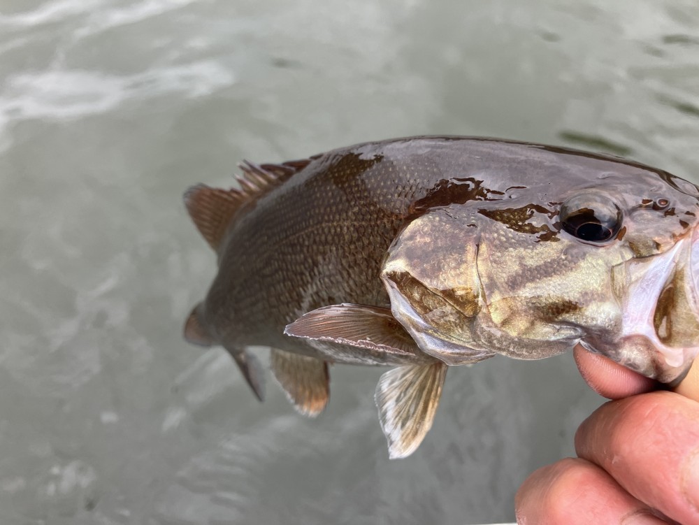 釣果写真4