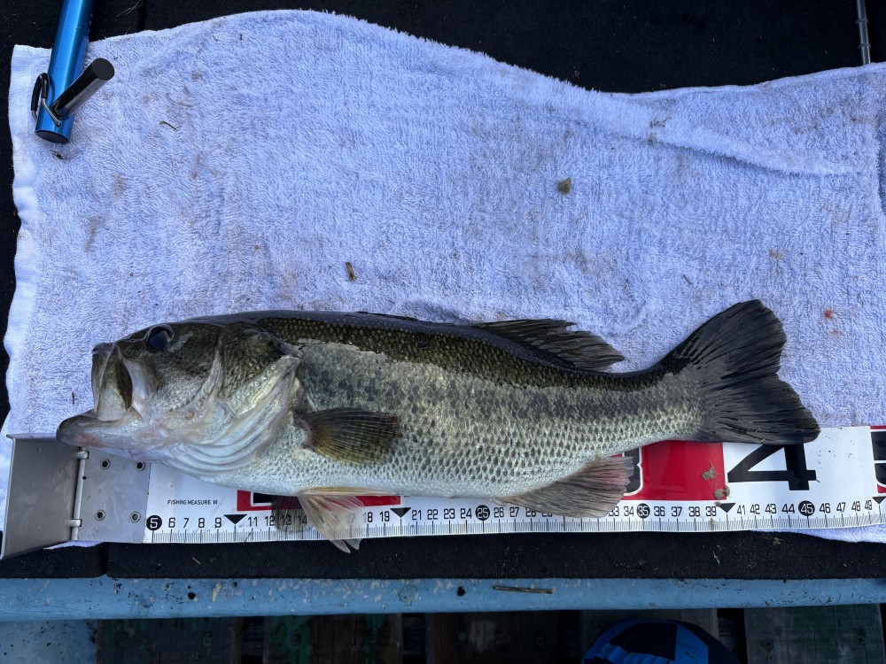 釣果写真5