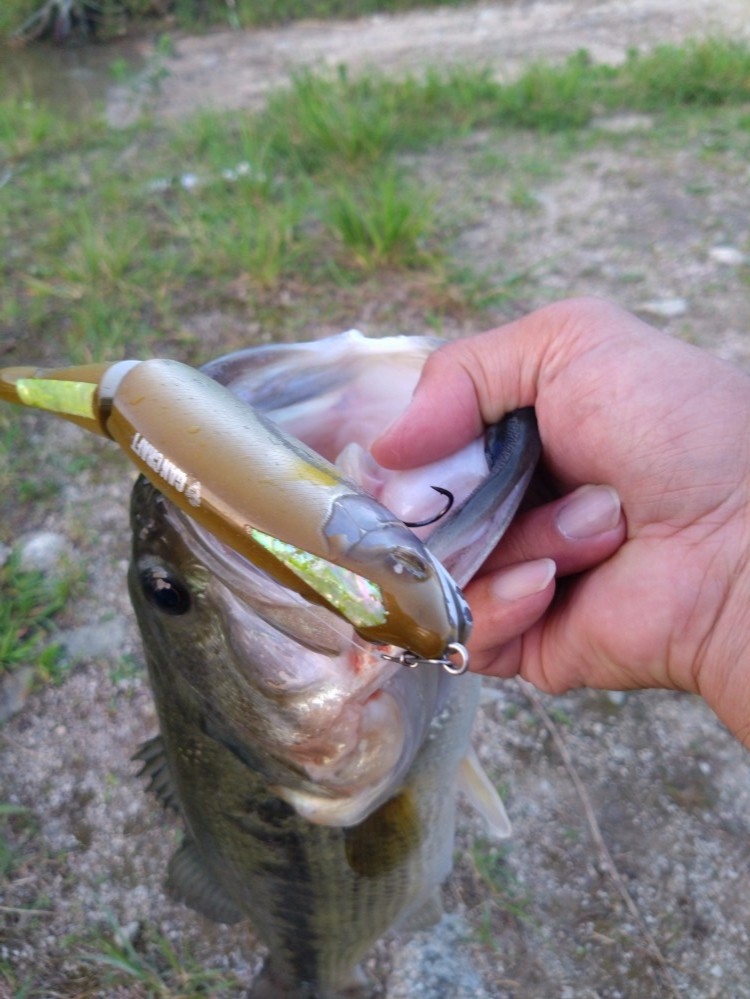 釣果写真2