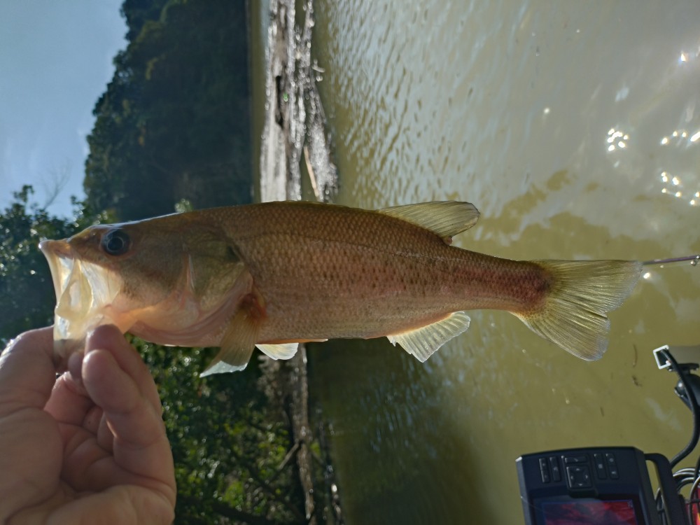 釣果写真1