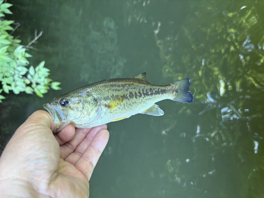 釣果写真3