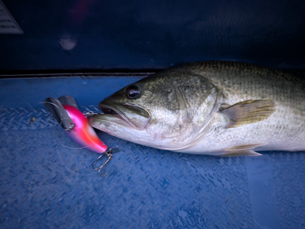 釣果写真5