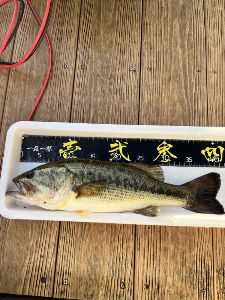 釣果写真2