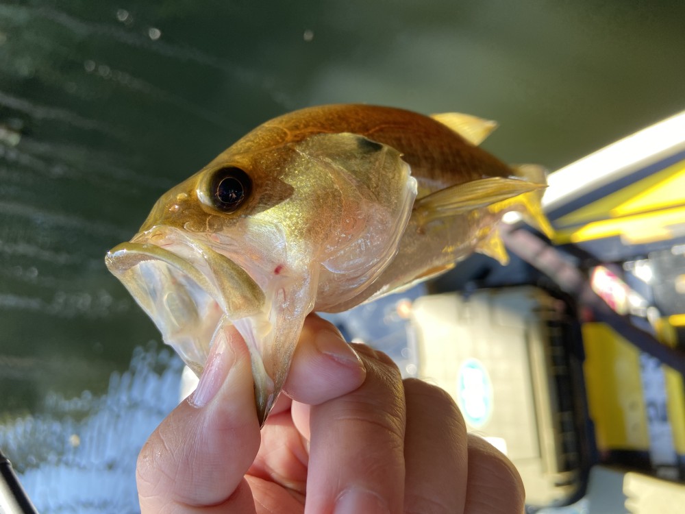 釣果写真8
