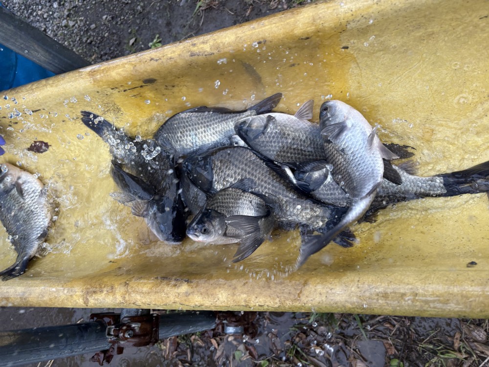 戸面原ダムボートセンター 2回目新べら放流