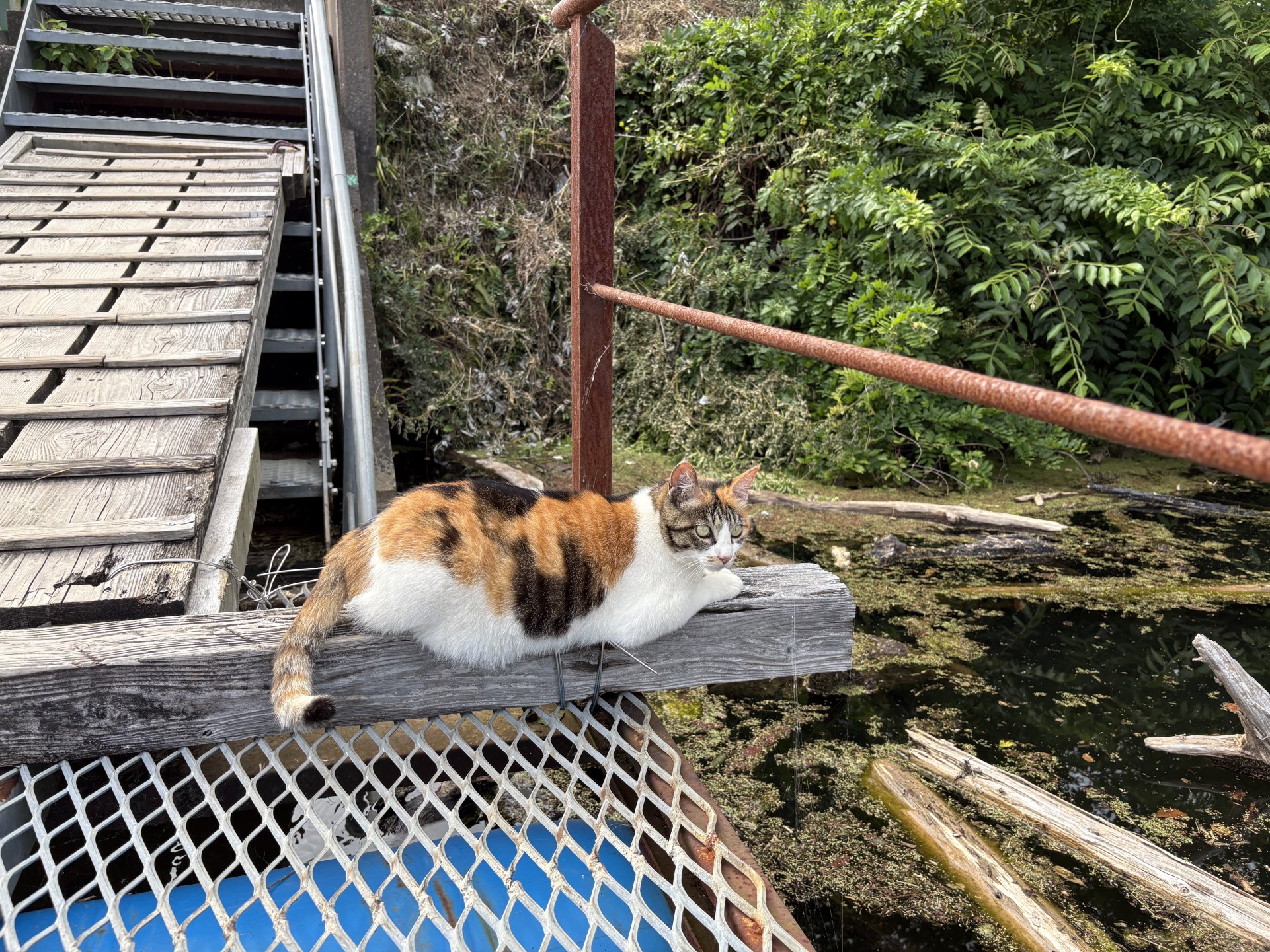 戸面原ダム 戸面原ダムボートセンターの2025年6月7日のイメージ