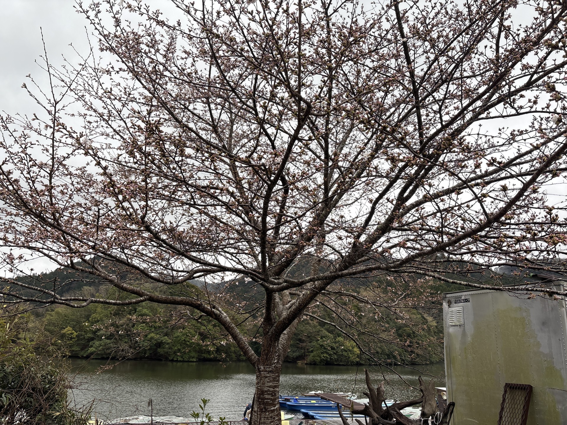 戸面原ダム 戸面原ダムボートセンターの2025年3月29日のイメージ