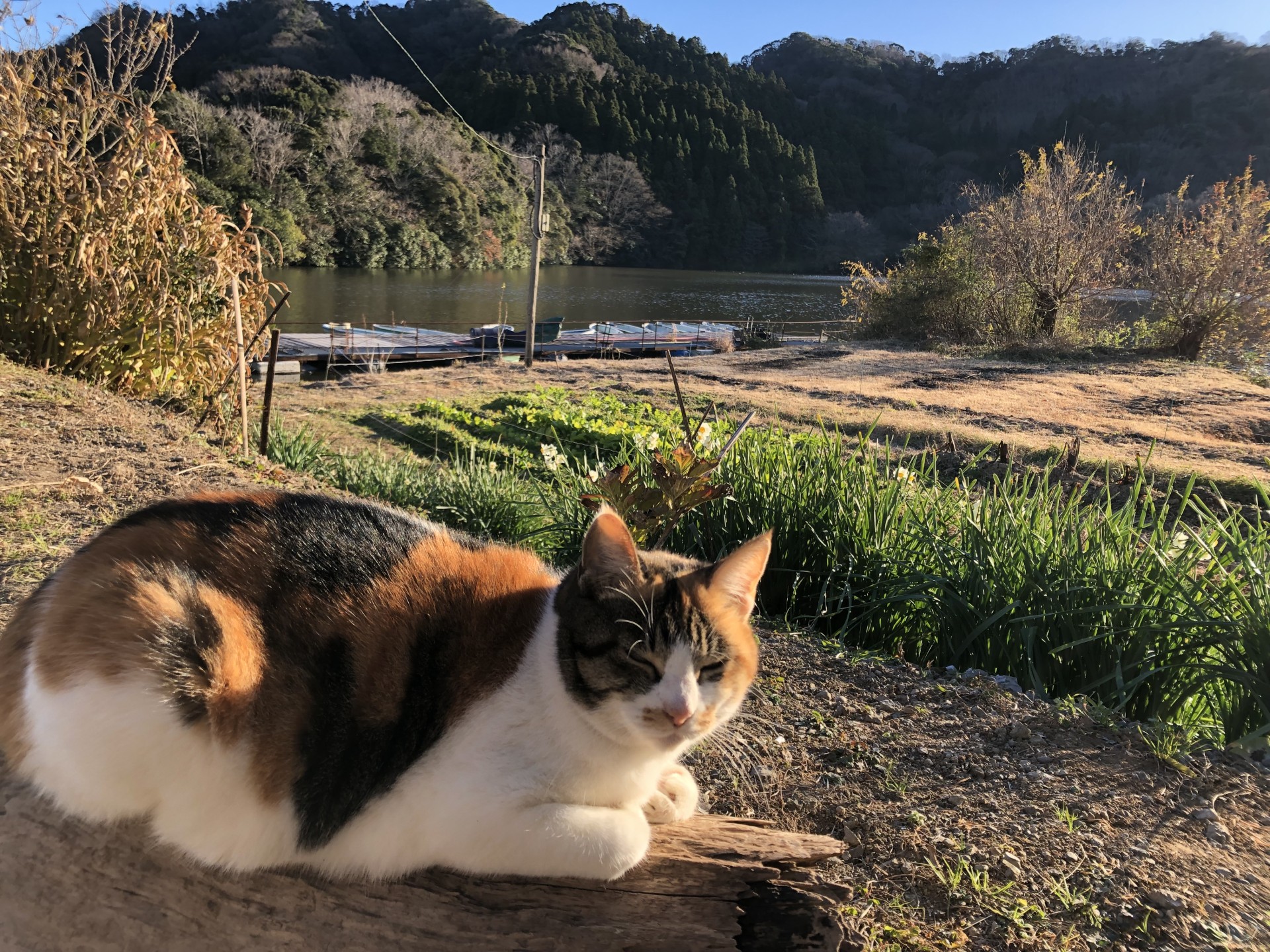 戸面原ダム 戸面原ダムボートセンターの2024年12月29日のイメージ