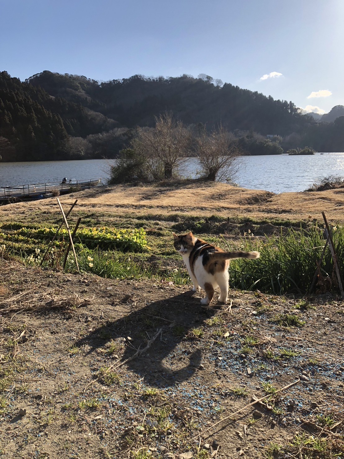 戸面原ダム 戸面原ダムボートセンターの2025年1月29日のイメージ