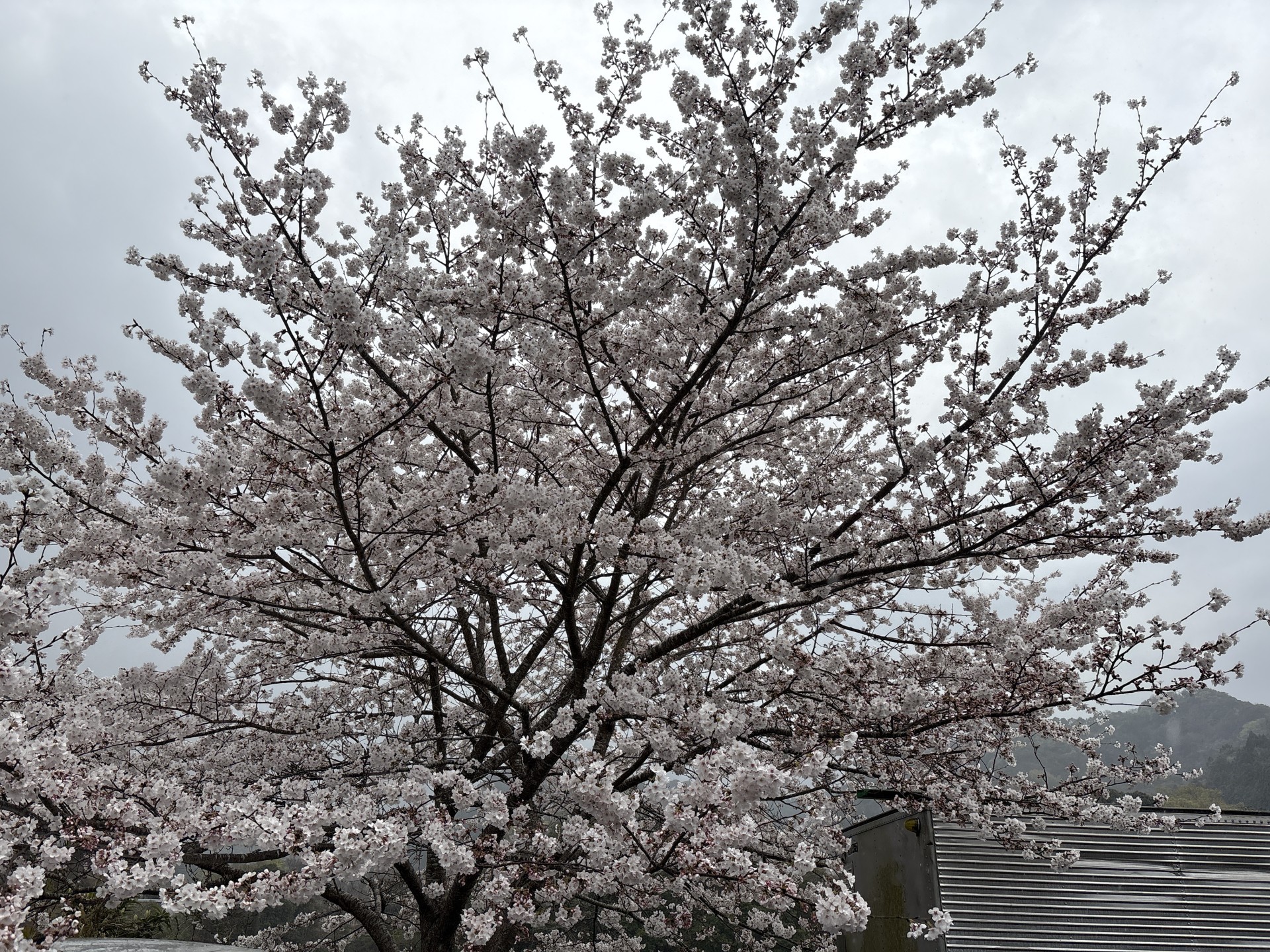 戸面原ダム 戸面原ダムボートセンターの2025年4月7日のイメージ