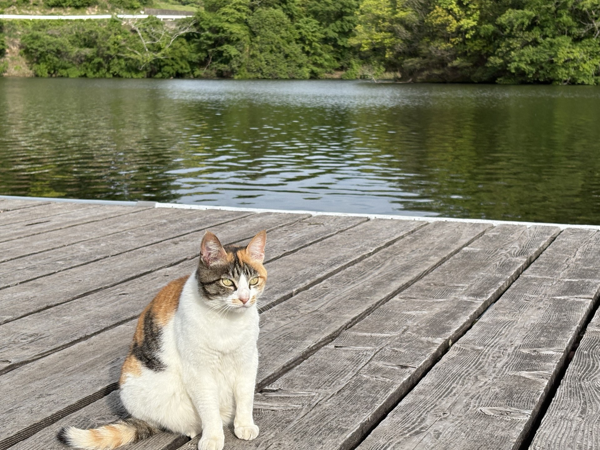 戸面原ダム 戸面原ダムボートセンターの2025年5月12日のイメージ