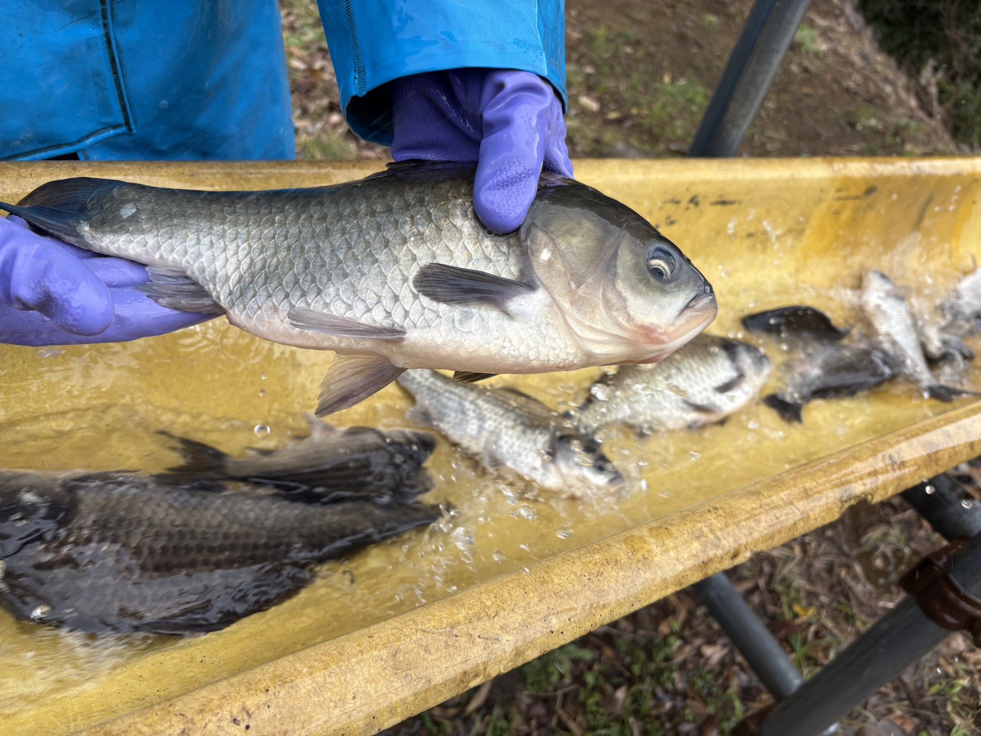 戸面原ダム 戸面原ダムボートセンターの2025年12月26日のイメージ