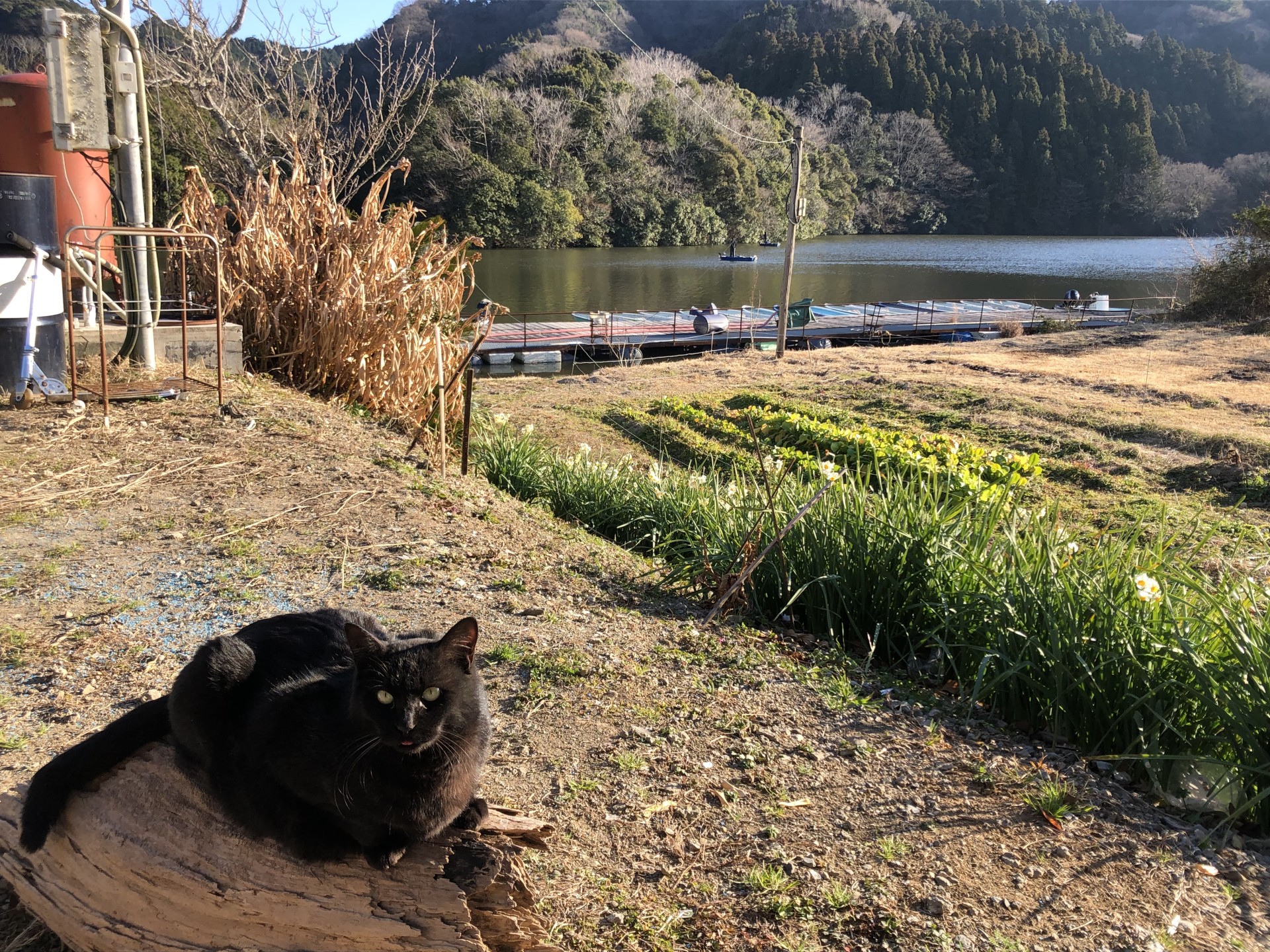 戸面原ダム 戸面原ダムボートセンターの2025年1月22日のイメージ