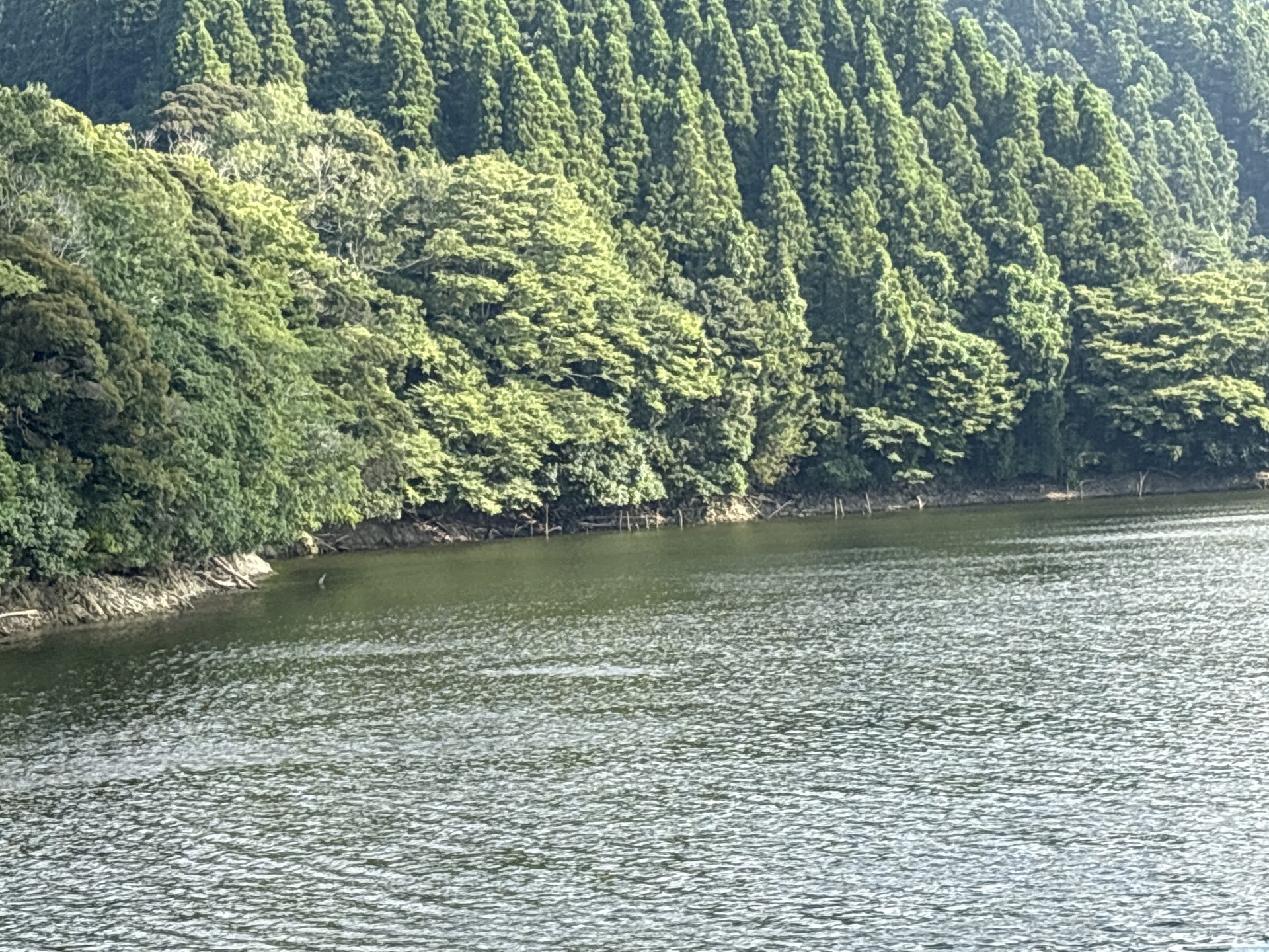 戸面原ダム 戸面原ダムボートセンターの2025年8月4日のイメージ