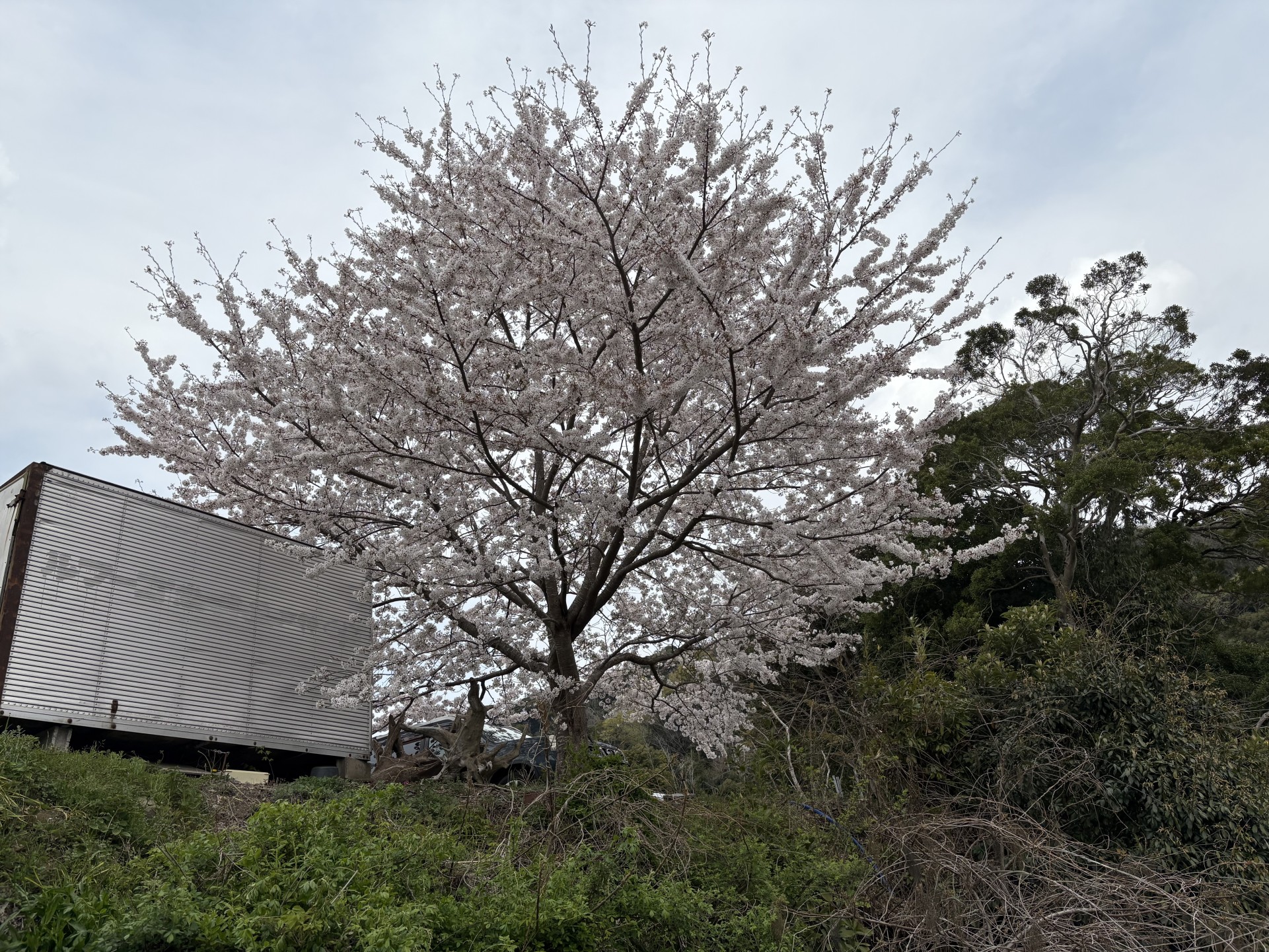 戸面原ダム 戸面原ダムボートセンターの2025年4月10日のイメージ