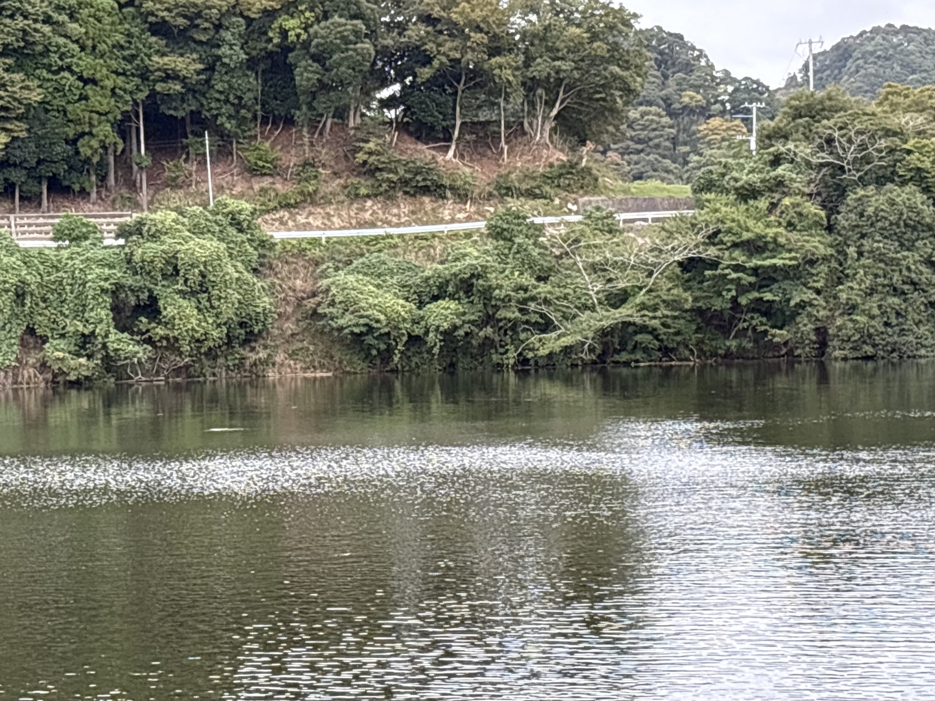 戸面原ダム 戸面原ダムボートセンターの2025年10月19日のイメージ