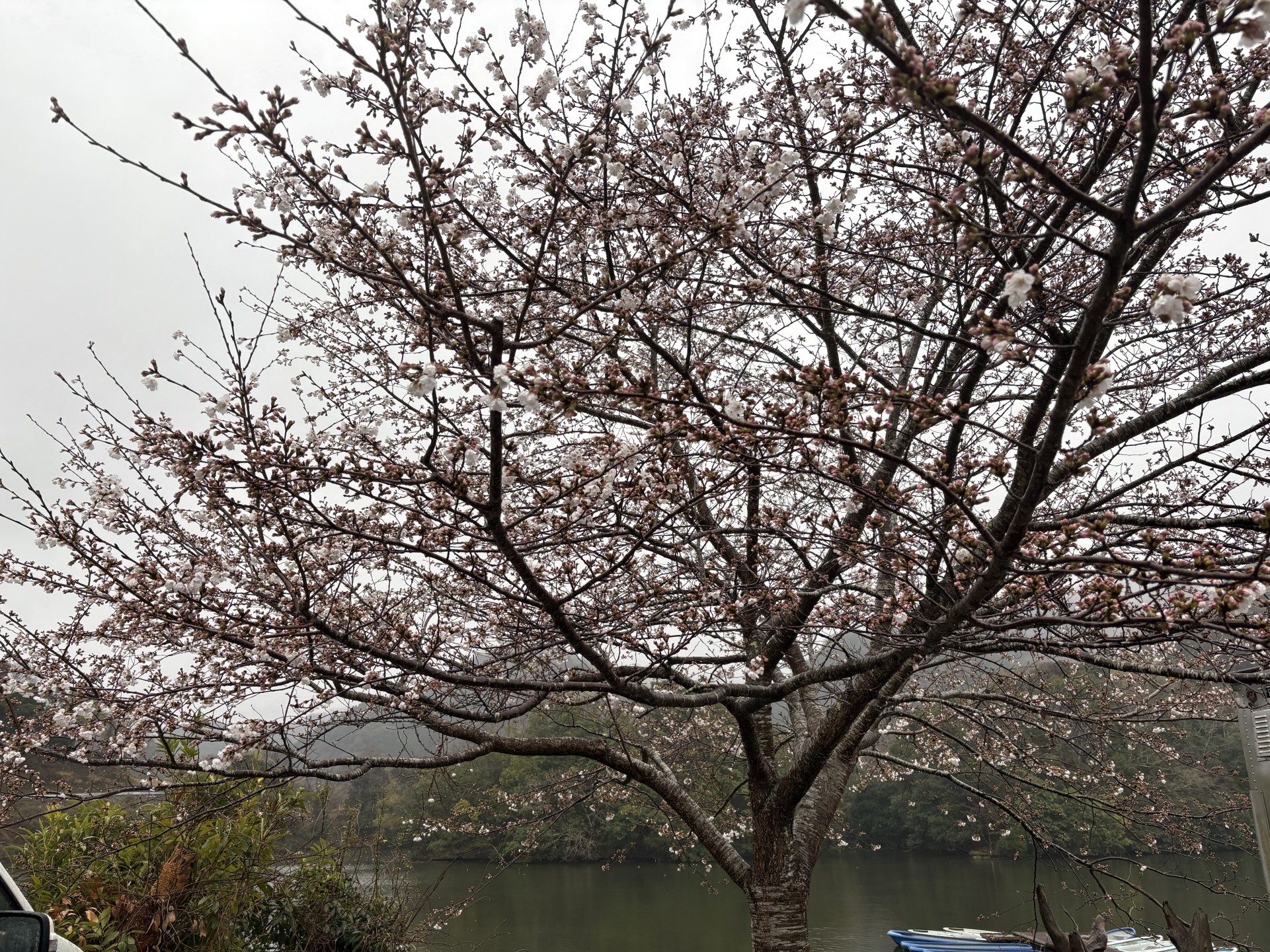 戸面原ダム 戸面原ダムボートセンターの2025年4月1日のイメージ