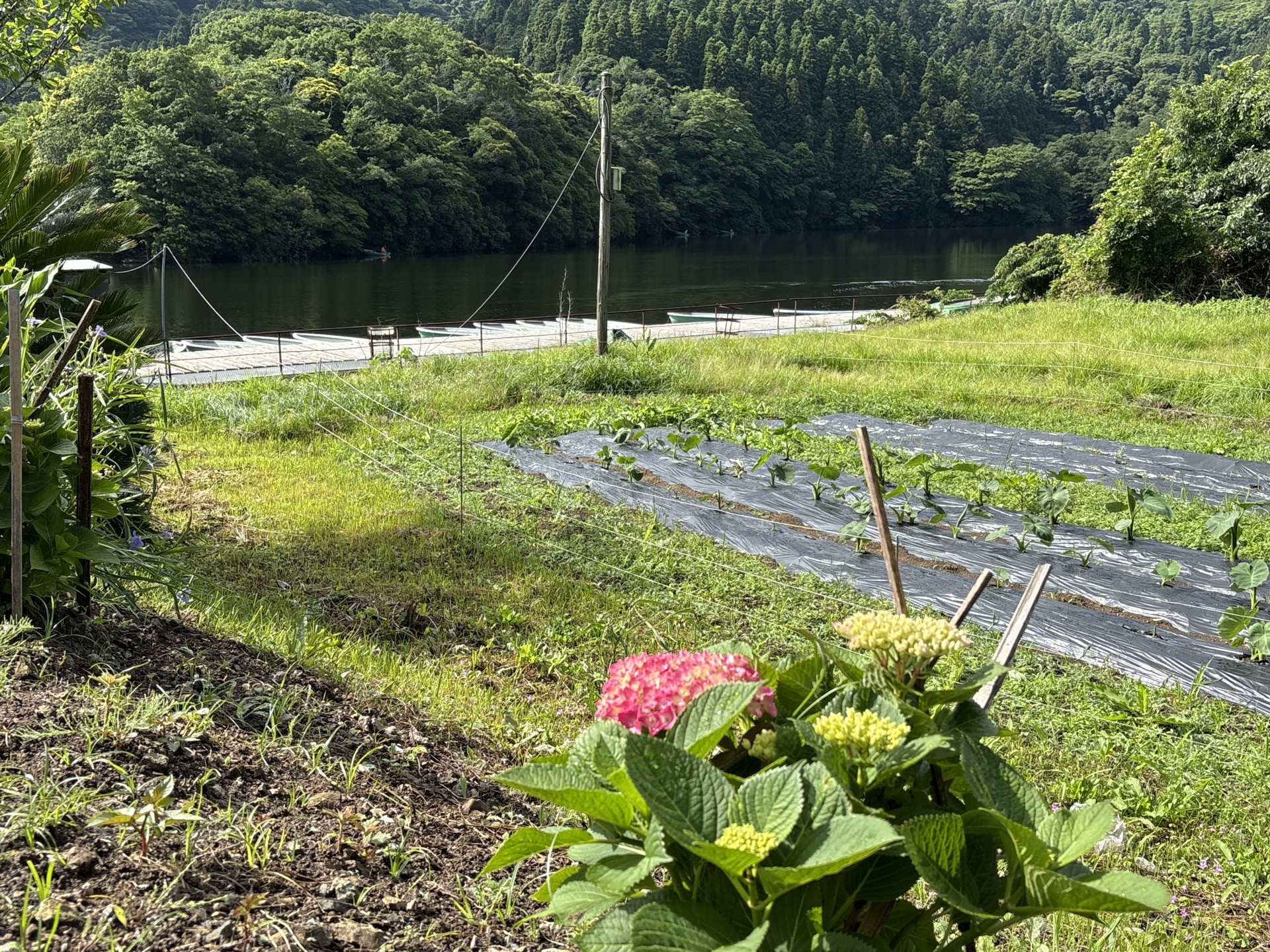 戸面原ダム 戸面原ダムボートセンターの2025年6月4日のイメージ