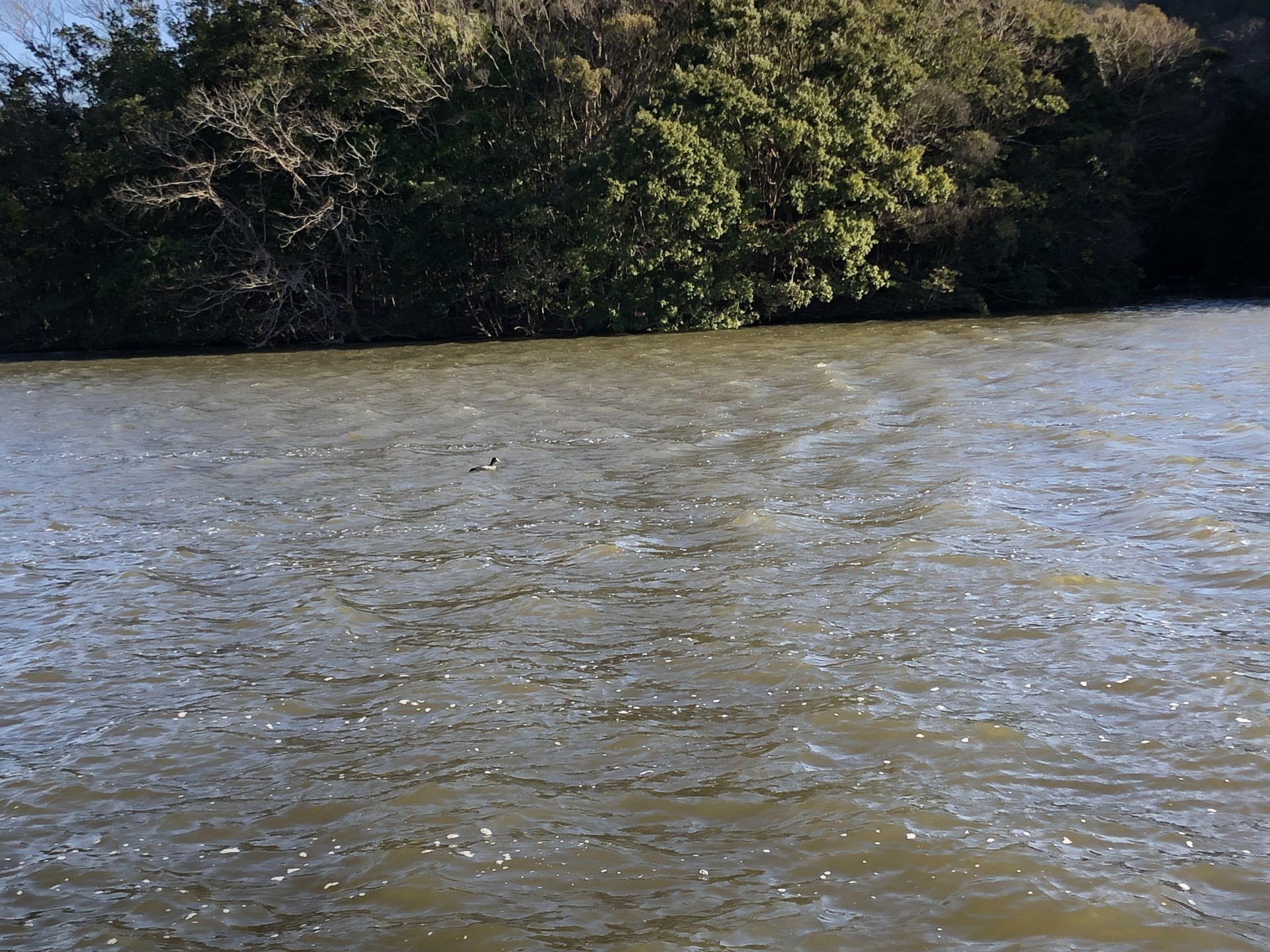 戸面原ダム 戸面原ダムボートセンターの2025年1月8日のイメージ