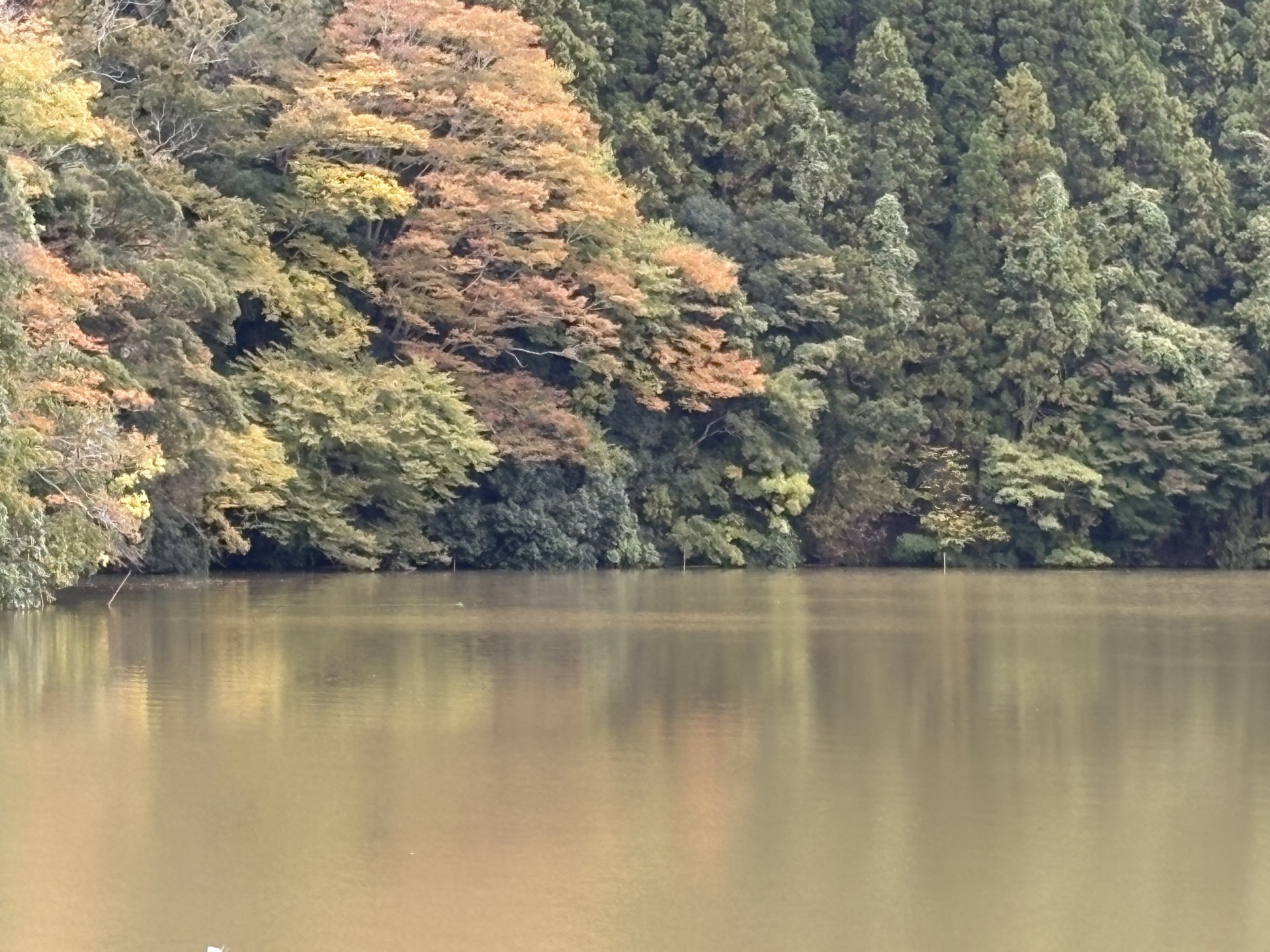 戸面原ダム 戸面原ダムボートセンターの2025年11月11日のイメージ