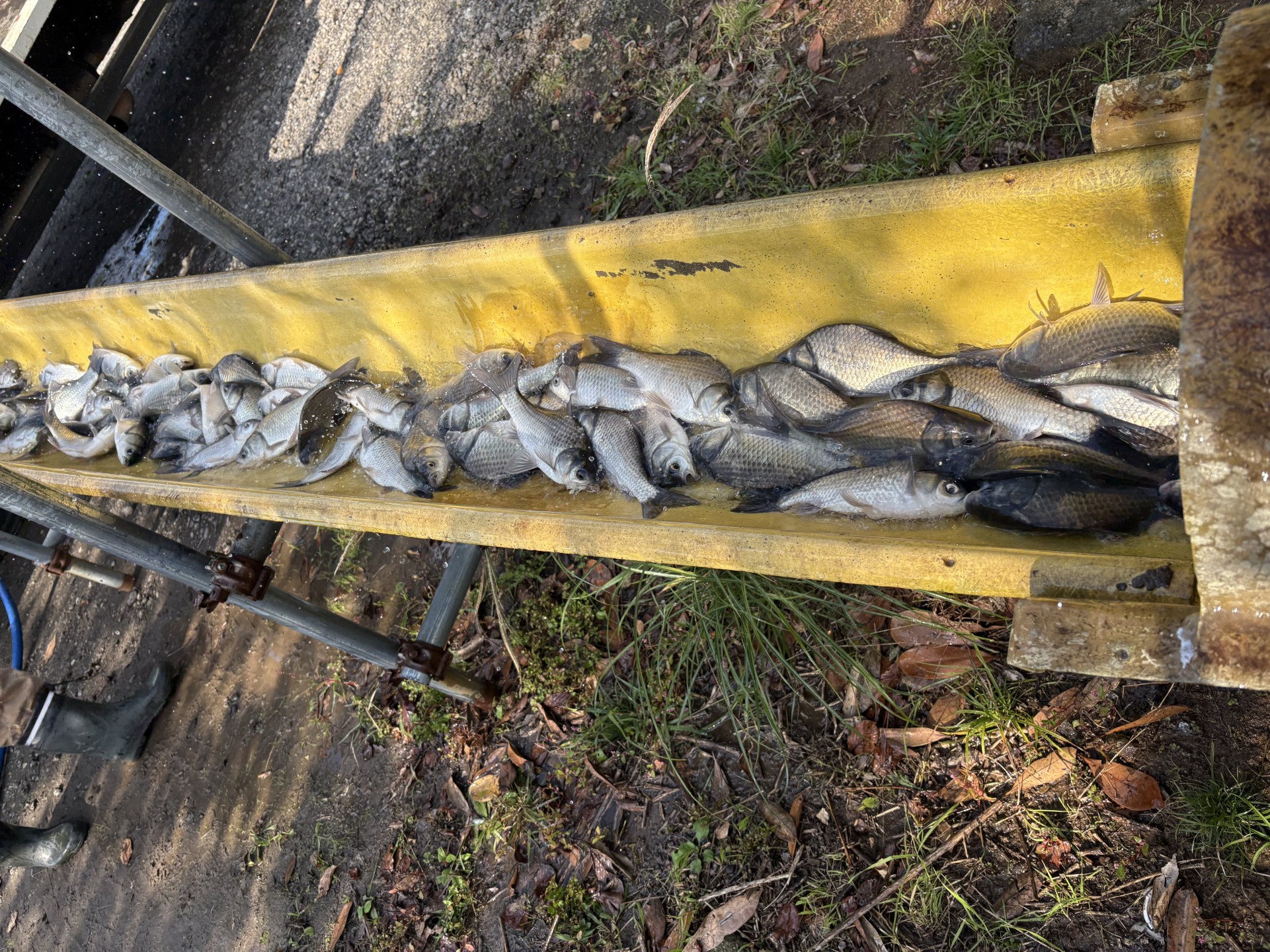 戸面原ダム 戸面原ダムボートセンターの2025年11月14日のイメージ