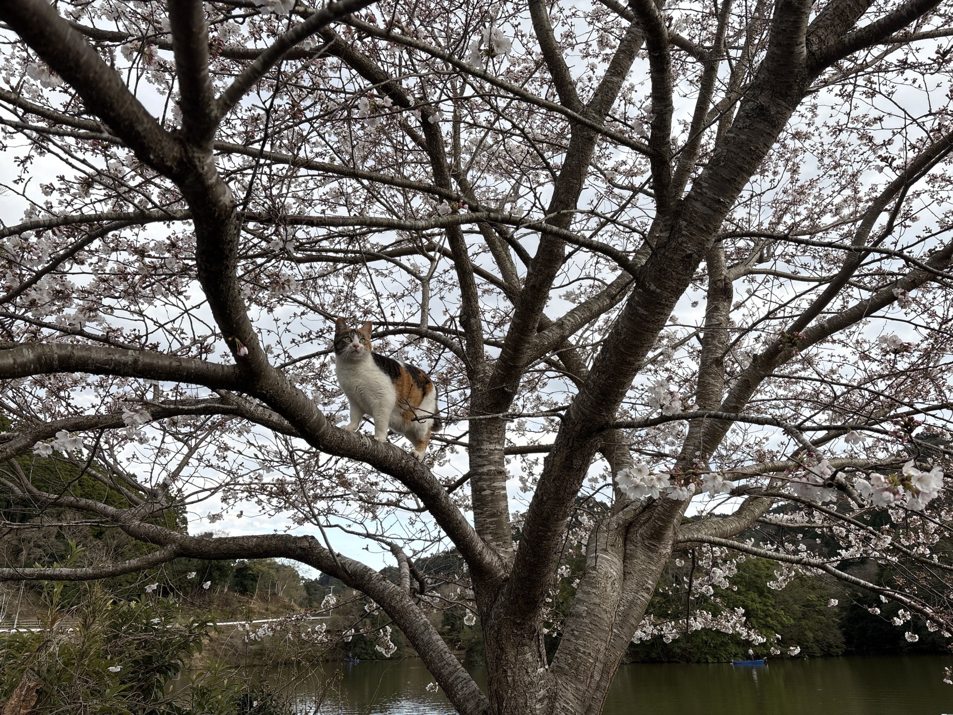 戸面原ダム 戸面原ダムボートセンターの2025年4月4日のイメージ