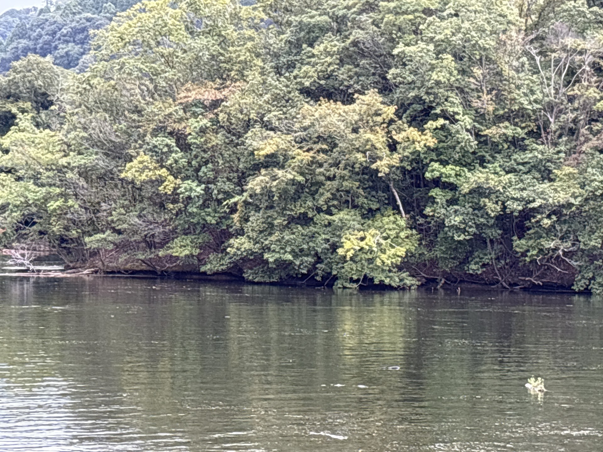 戸面原ダム 戸面原ダムボートセンターの2025年10月4日のイメージ