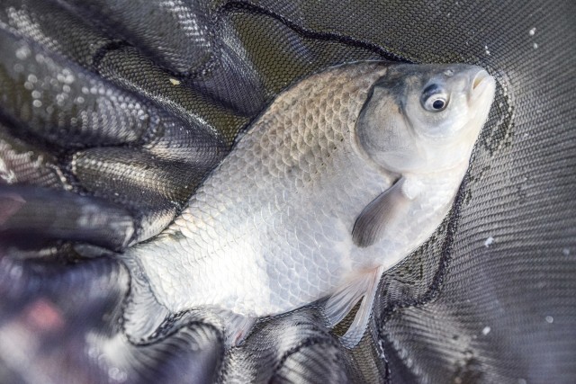 ヘラブナ釣りイメージ画像3