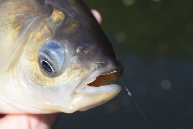 ヘラブナ釣りイメージ画像2