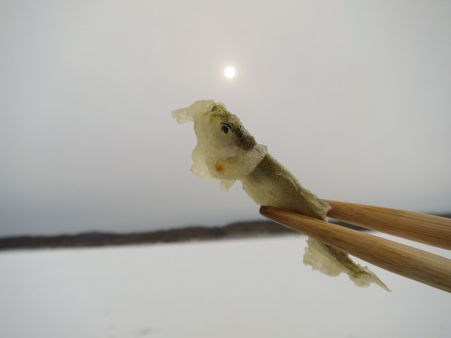 ワカサギ釣りイメージ画像4