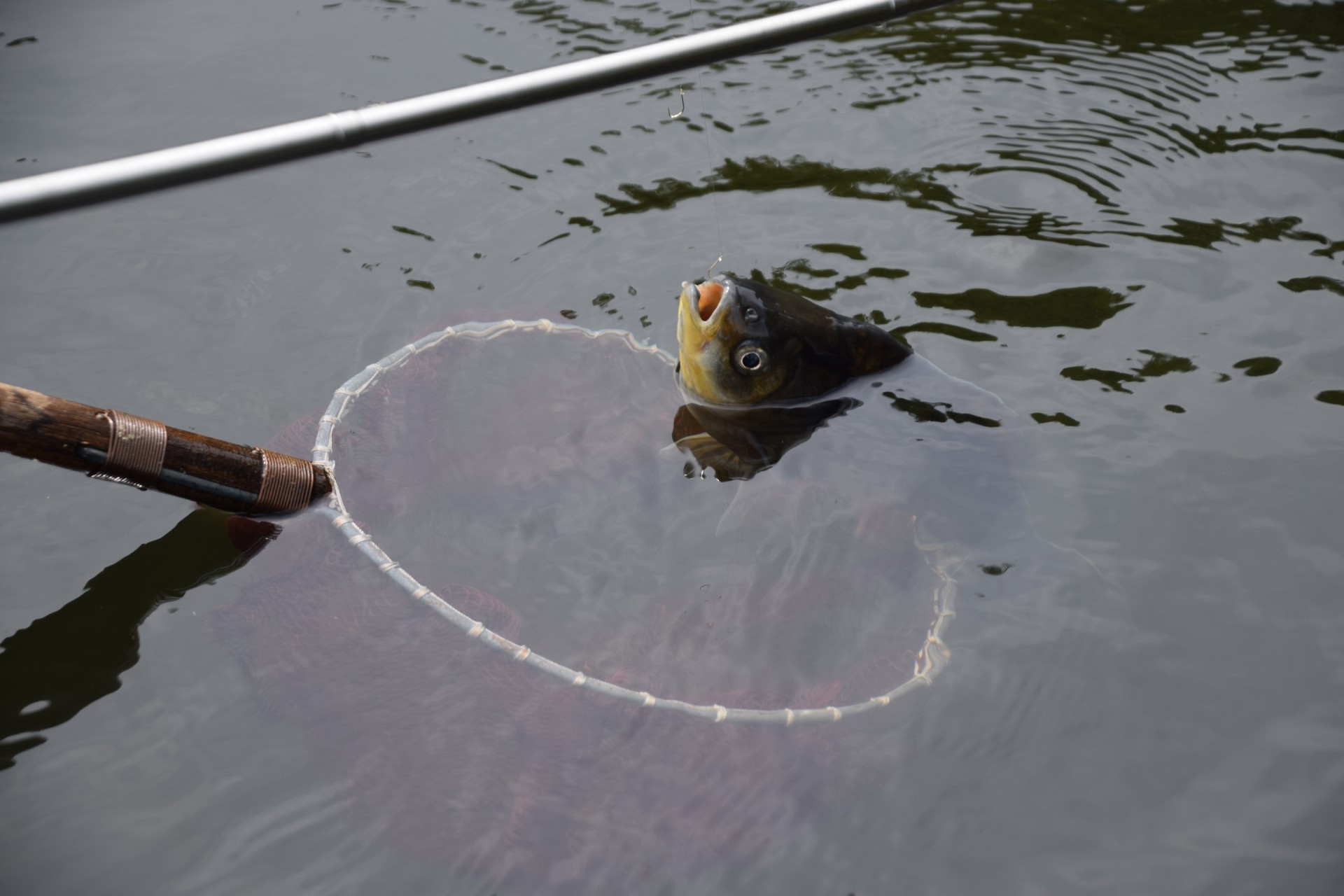 相武ボート ヘラブナ釣り情報イメージ