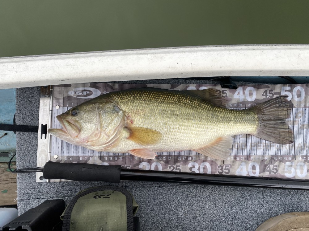 相武ボート バス釣り情報イメージ