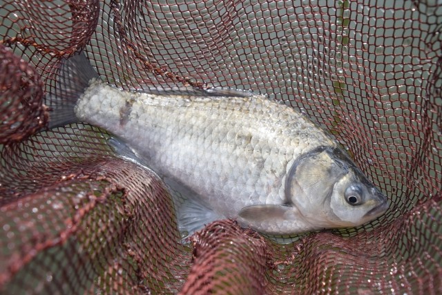 戸面原ダムボートセンターの月別釣果イメージ