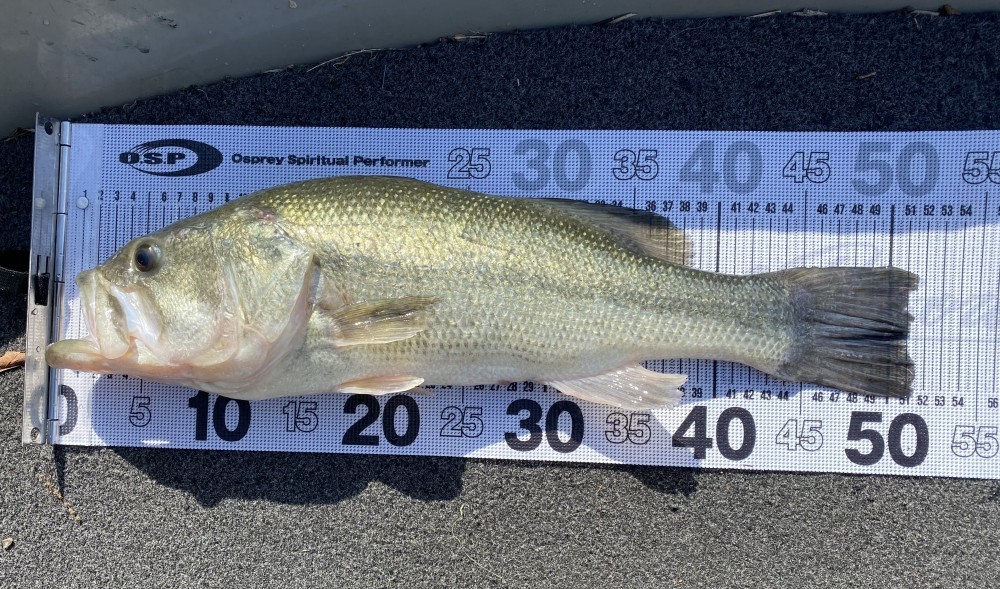 相武ボートの月別釣果イメージ